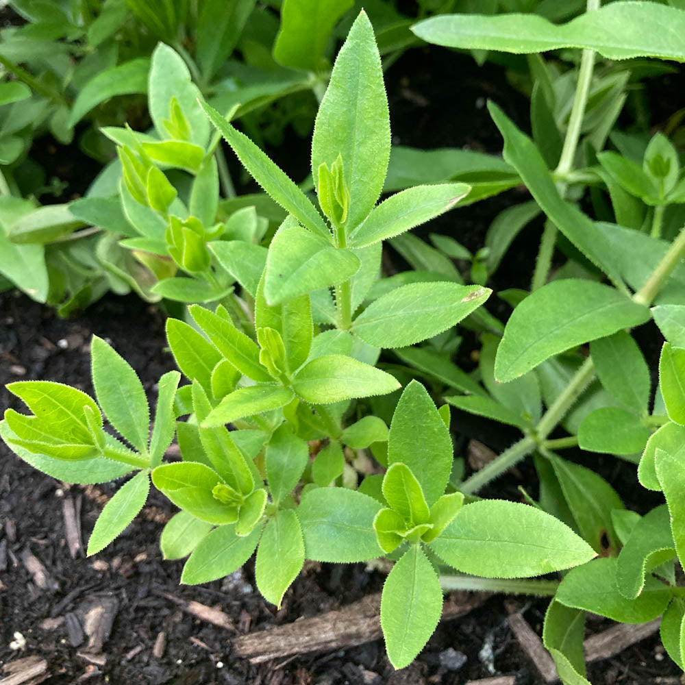 Madder Root – Hudson Highlands co.